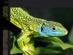 Lizard fan club h