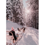 Crimson Sled Dogs