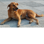 doggo is best