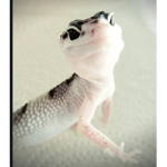 Leopard gecko group :)