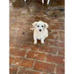 Luvly Lilly