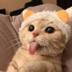 Kitten's group! :D