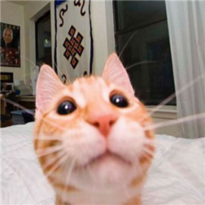 silly cat Roblox decal