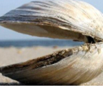 Beach_Waves!
