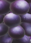 The Dumb Grape Guys