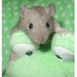 cool-...rats