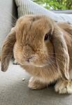 The bunnies & rabbits group!
