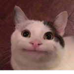 RANDOM PETS