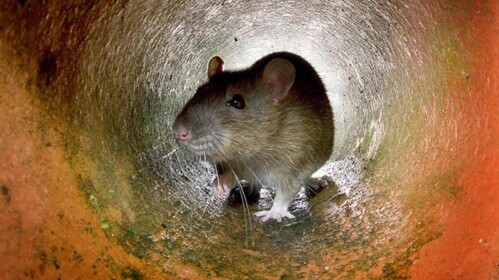 Mice 2.0