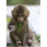 Monkey World223