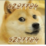doge club2552