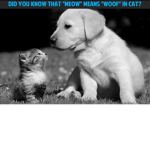 Rolyal Cats and Dogs