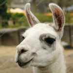 lama army
