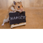 hamster are life