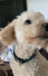 mixtio canino