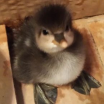 habibi duckys