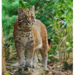 Visitors Of The Golden Cat [Fan Group ]