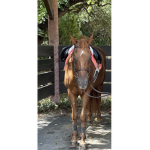 Ride your horse forever