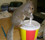 TheHyperSquirrels