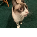 Cat group for cats, cats are cute