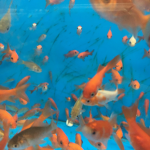 Fried Fishies
