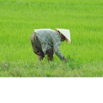 Rice ###### Assossication