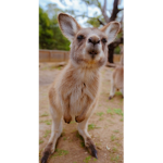 Kangaroo United