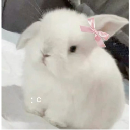 🐇