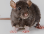 The Rats :0