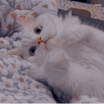 ~The cats group