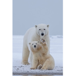 the polarbears den
