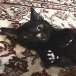  =＾• . •＾=