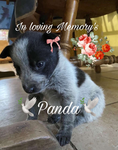 Panda-123