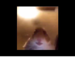Official Hamster Fans