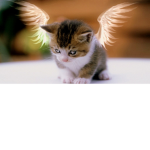 Magik Cats