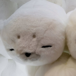 sleepybunnis