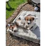Lulu_und_Ida_meine_Hunde