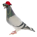 Pigeon Squad