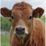 Moo Mia group
