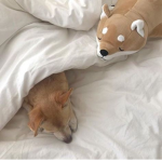 PuppieBoba