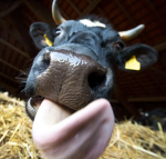 Moo Group Of Awesomeness