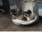 THE GROUP WHERE WE CARE FOR DOGS