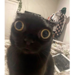 Huma Huma cats