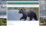 thebeargamer
