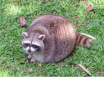 Fat raccon club