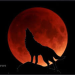 Wolfs tribe