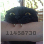 ꜱᴋᴜʟʟz