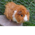 The Squad for Guinea pigs