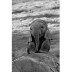 the tiny elephants