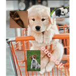 Cuccioli di animali forever